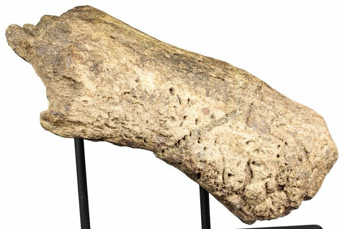 Fossil Triceratops Nasal Bone w/ Metal Stand - Montana #356901